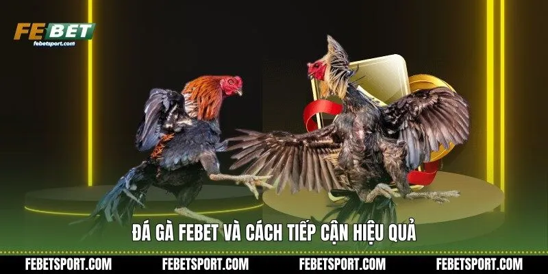Đá Gà Febet và cách tiếp cận hiệu quả