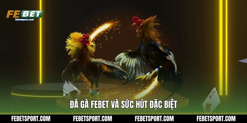 Đá Gà Febet và sức hút đặc biệt